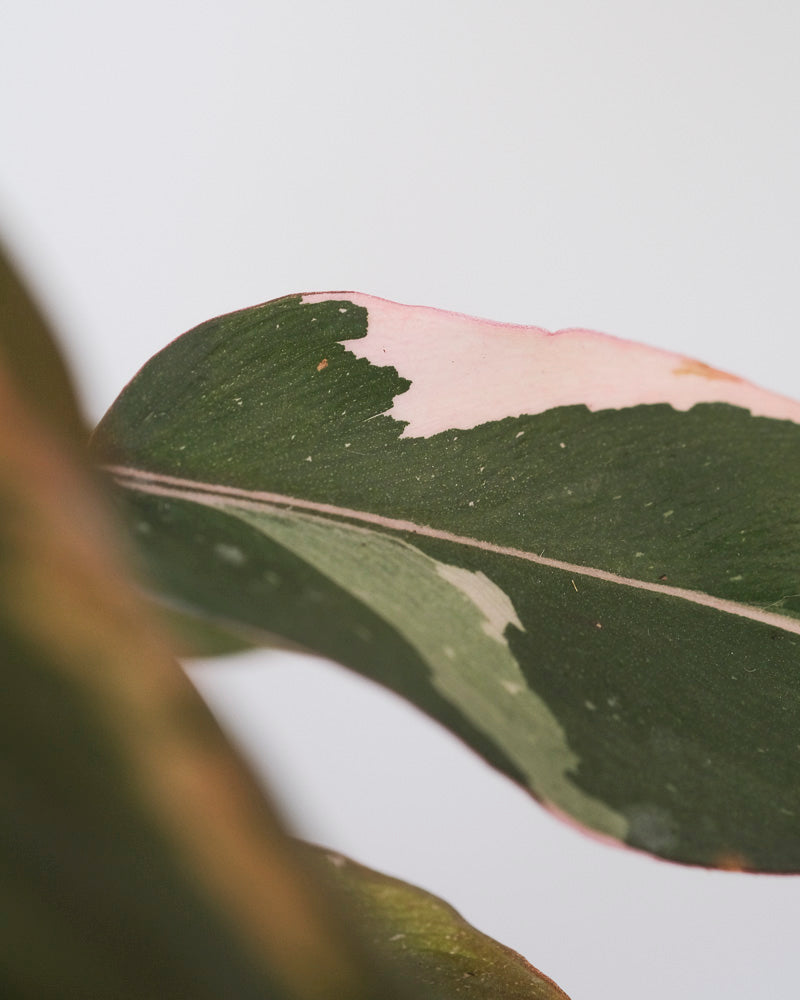 Philodendron Pink Princess