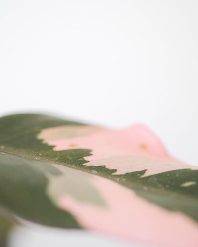 Philodendron Pink Princess