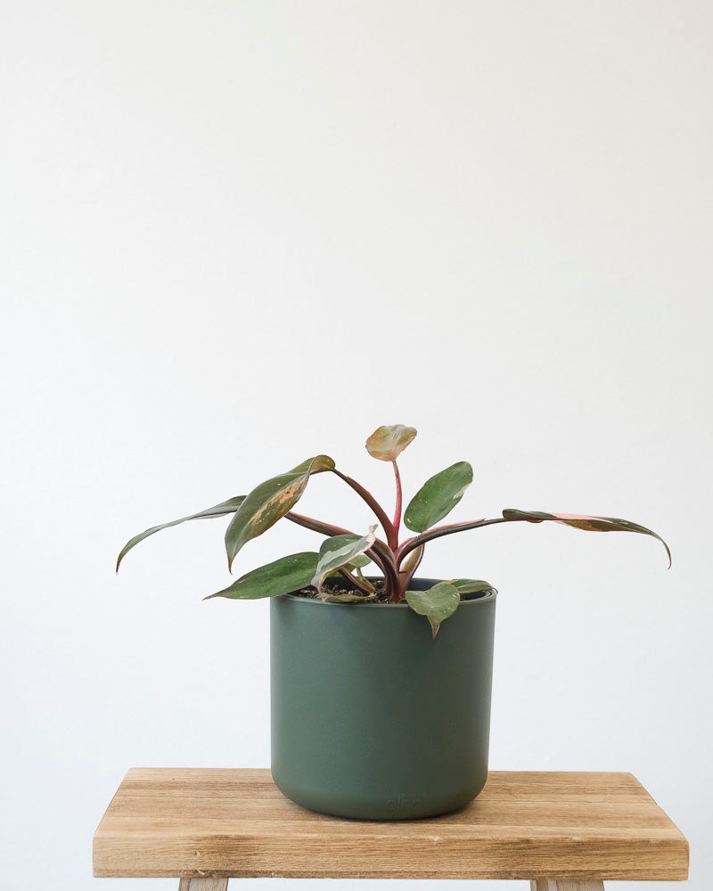 Philodendron Pink Princess