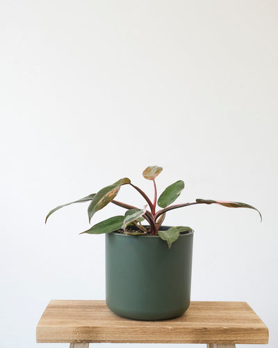 Philodendron Pink Princess