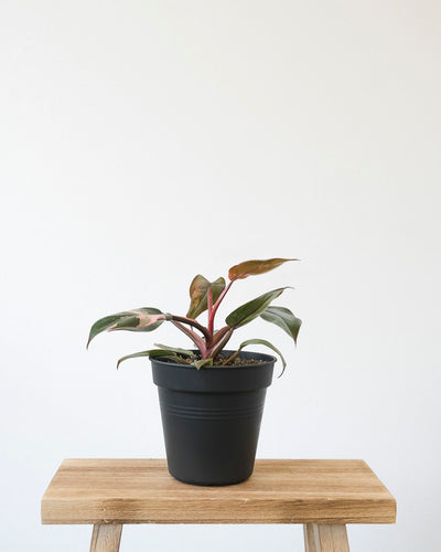 Philodendron Pink Princess