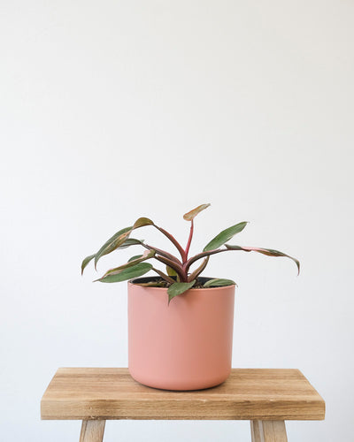 Philodendron Pink Princess
