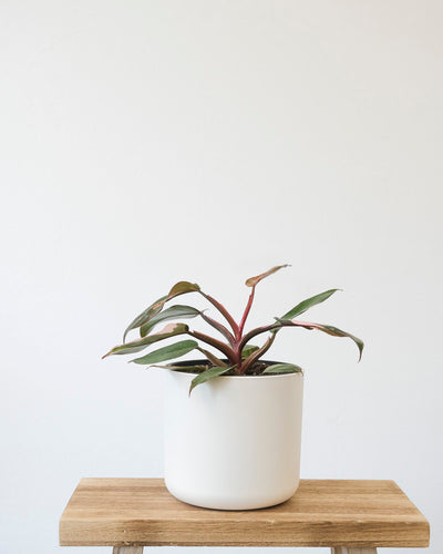 Philodendron Pink Princess