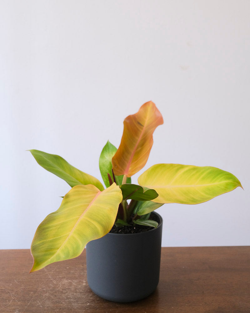 Philodendron ‘Prince of Orange’