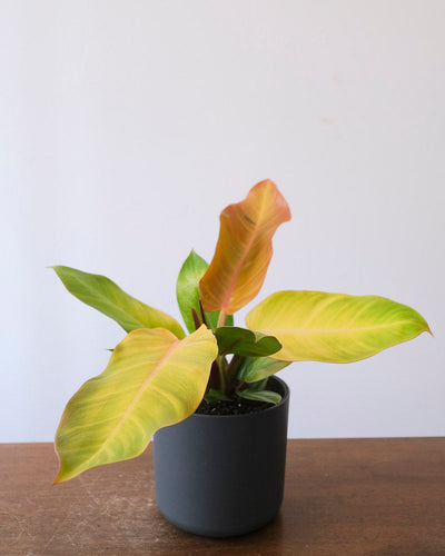 Philodendron ‘Prince of Orange’
