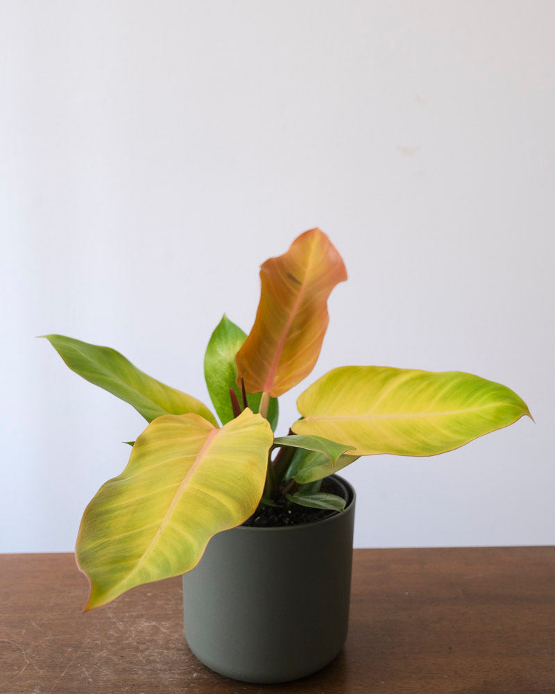 Philodendron ‘Prince of Orange’