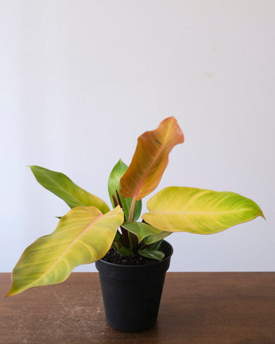 Philodendron ‘Prince of Orange’