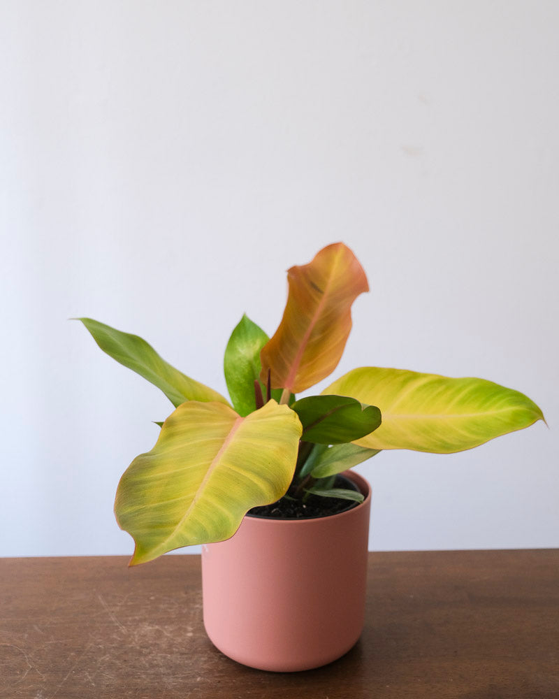 Philodendron ‘Prince of Orange’