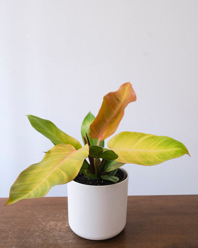 Philodendron ‘Prince of Orange’