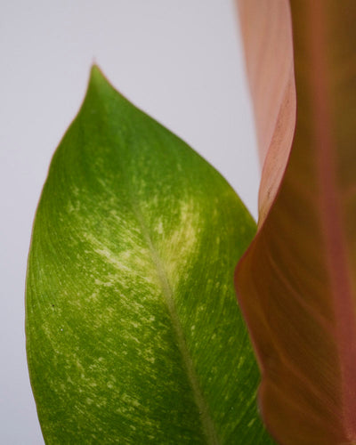 Philodendron ‘Prince of Orange’
