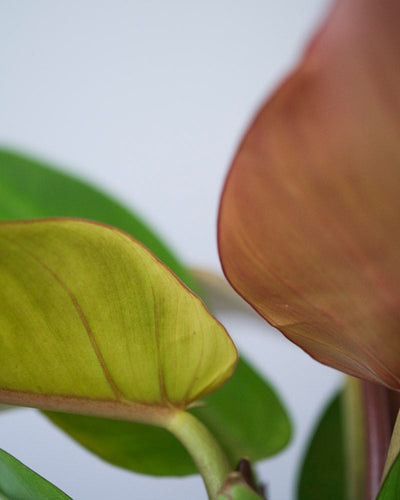 Philodendron ‘Prince of Orange’