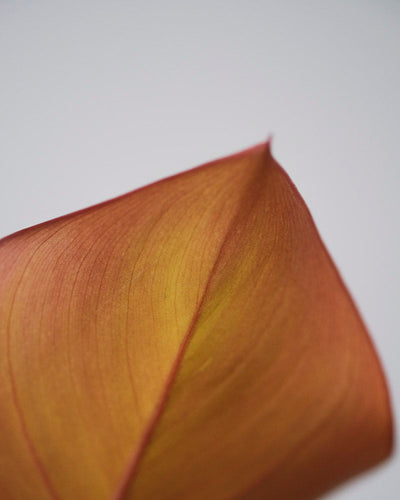 Philodendron ‘Prince of Orange’