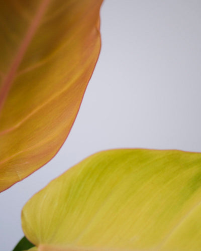 Philodendron ‘Prince of Orange’