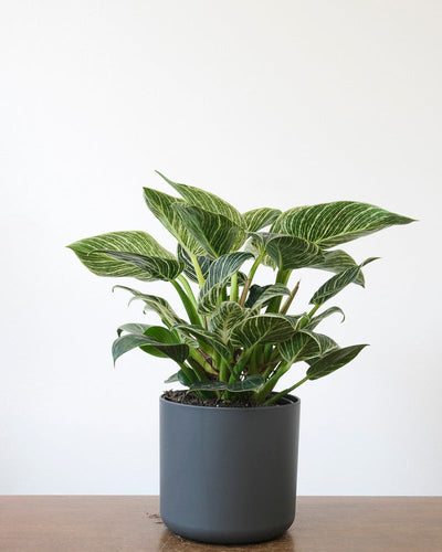 Ein Philodendron Birkin 'White Measure' in einem anthrazitfarbenen Übertopf steht auf einem Holztisch.