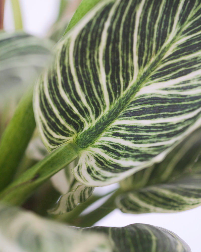 Nahaufnahme eines gestreiften Blatts eines Philodendron Birkin 'White Measure'.