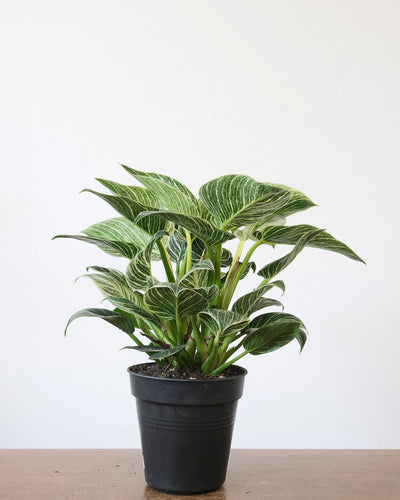 Ein Philodendron Birkin 'White Measure' in einem schwarzen Innentopf steht auf einem Holztisch.