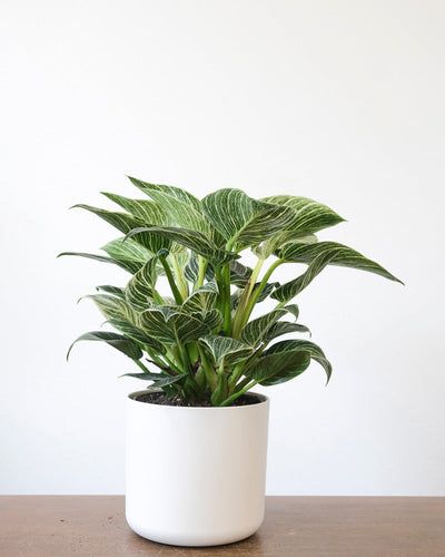 Ein Philodendron Birkin 'White Measure' in einem weissen Übertopf steht auf einem Holztisch.