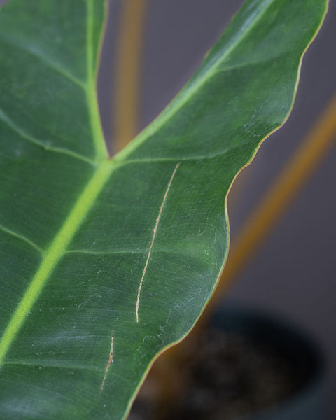 Detailaufnahme eines Blattes des Philodendron billietiae mit kleinem Makel
