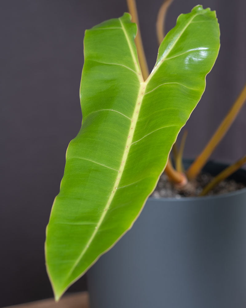 Detailaufnahme eines frischen hellgrünen Blattes des Philodendron billietiae.