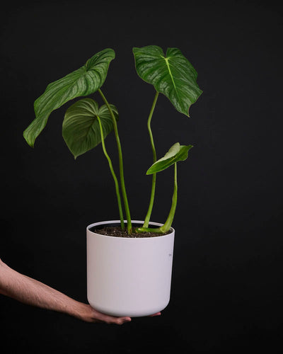 Ein Philodendron pastazanum in einem weissen Topf wird von einer Hand gehalten.
