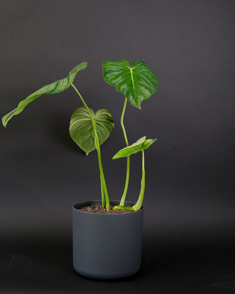 Ein Philodendron pastazanum in einem schwarzen Topf. 
