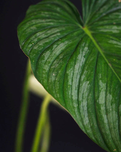 Grün-silbriges Blatt eines Philodendron pastazanum.