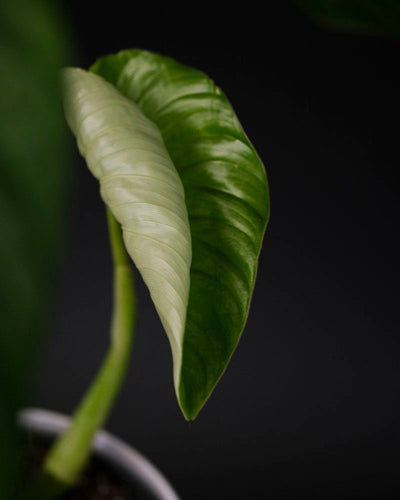 Neues Blatt von einem Philodendron pastazanum.