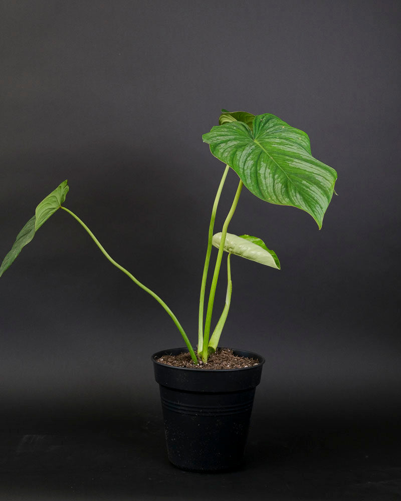 Ein Philodendron pastazanum in einem schwarzen Innentopf. 