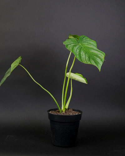 Ein Philodendron pastazanum in einem schwarzen Innentopf. 