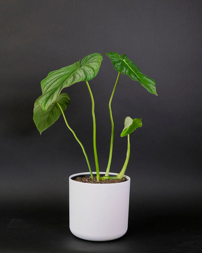Ein Philodendron pastazanum in einem weissen Topf. 