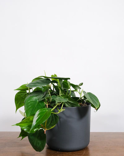 Philodendron scandens in anthrazitfarbenem Topf