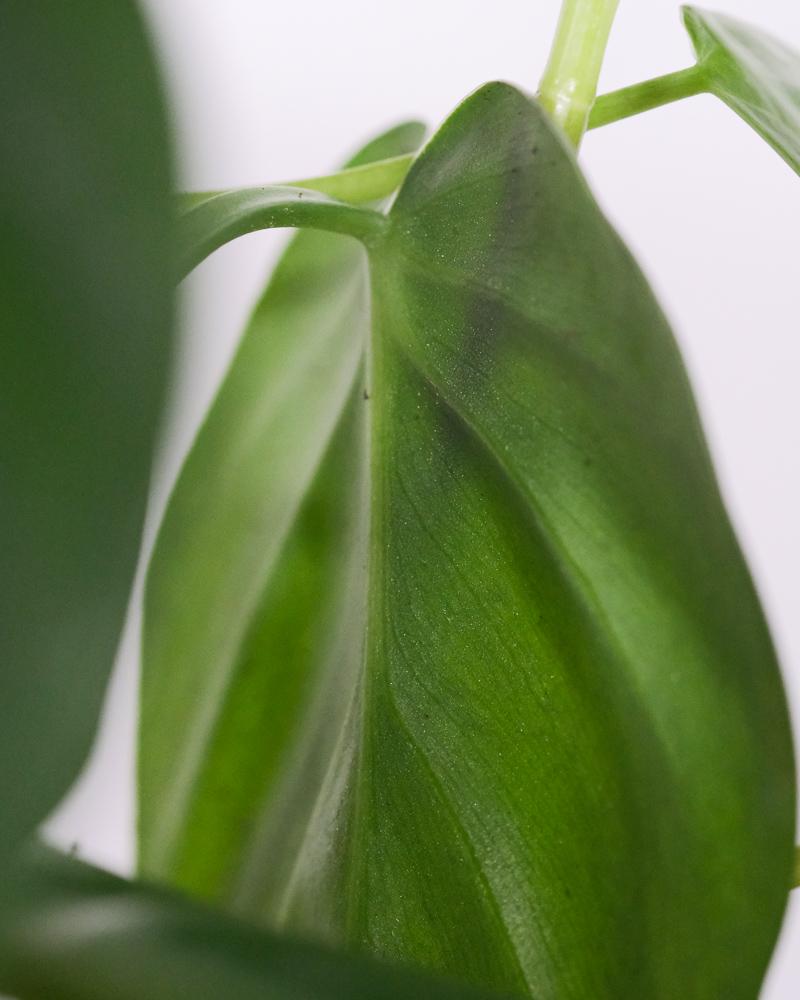 Dunkelgrüne Blattunterseite des Philodendron scandens