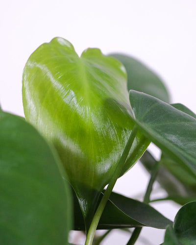 Neues, heller grünes Blatt des Philodendron scandens