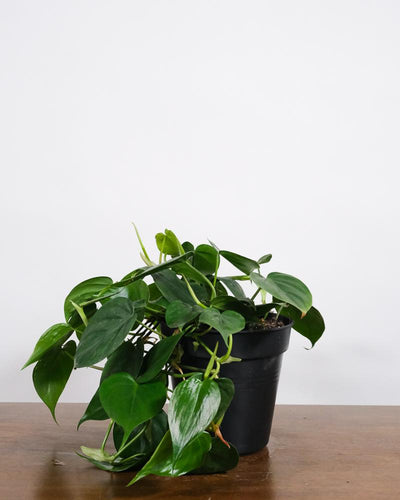 Philodendron scandens in schwarzem Innentopf