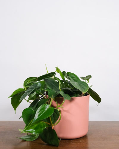 Philodendron scandens in pinkem Topf