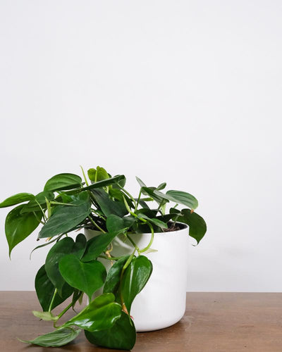 Philodendron scandens in weissem Topf