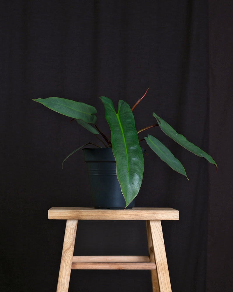 Philodendron atabapoense ohne Übertopf auf einem Holzhocker