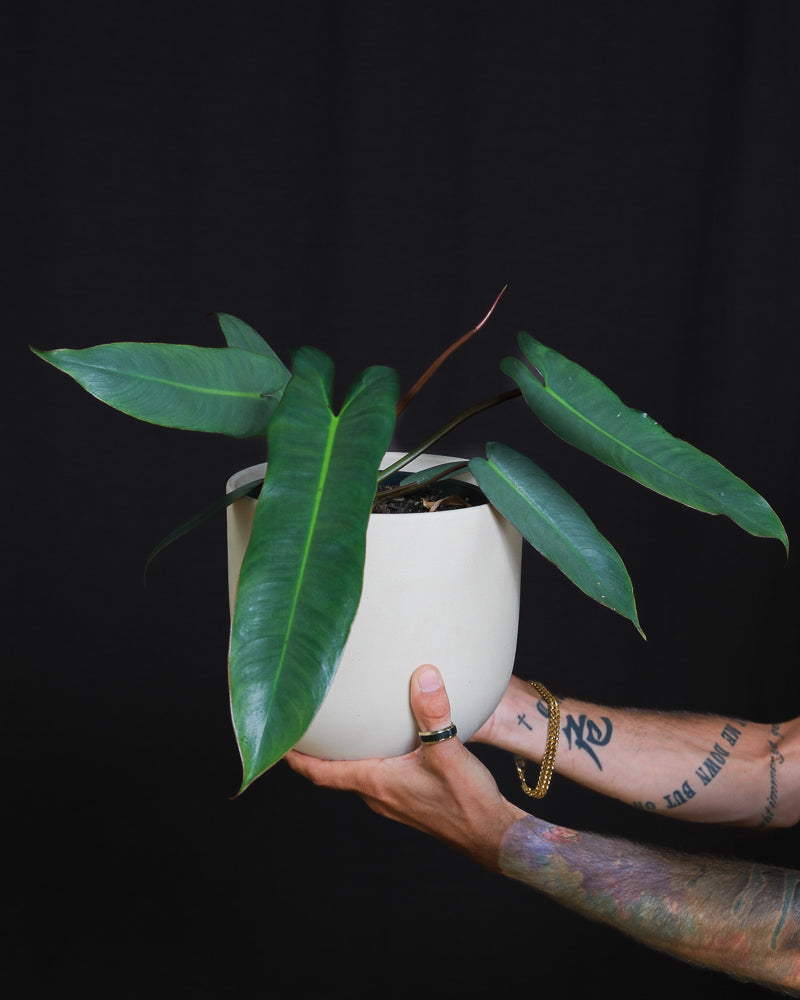Philodendron atabapoense in einem weissen Keramiktopf von feey gehalten von zwei Händen