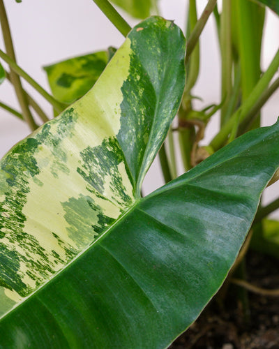 Detailaufnahme Philodendron burle marx variegata Blätter