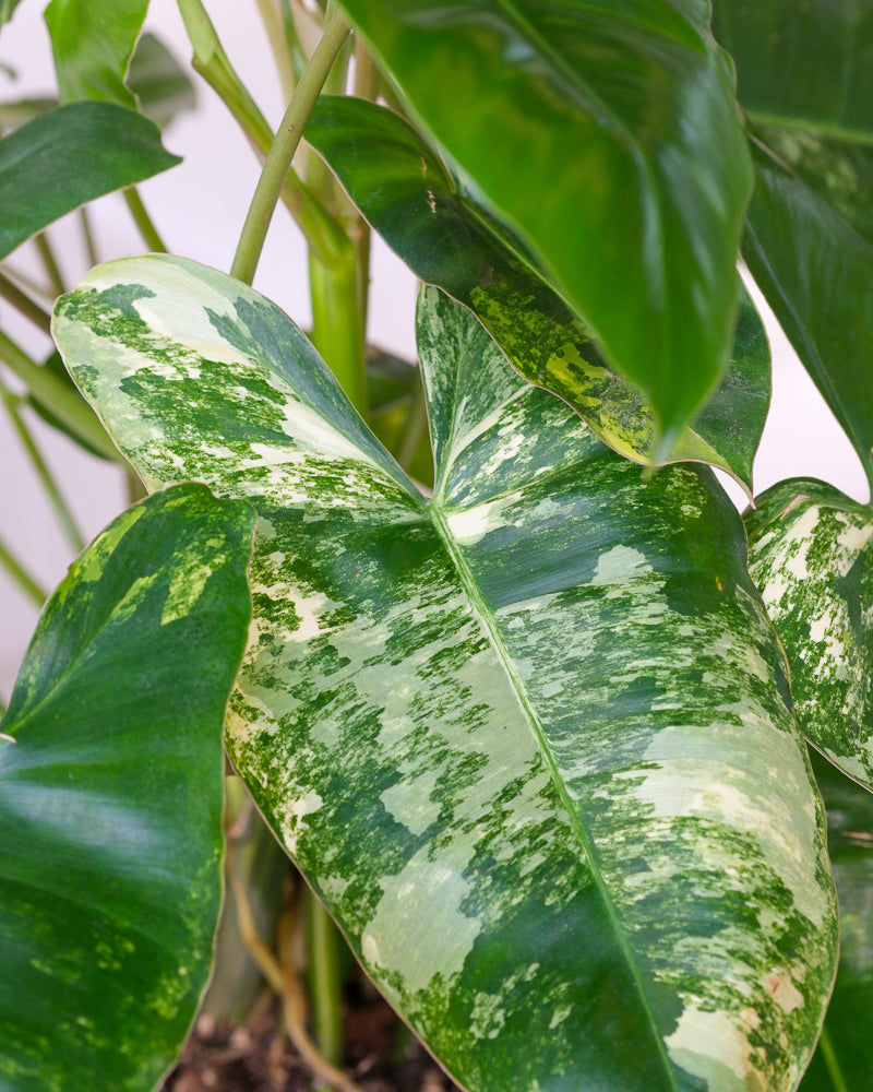 Detailaufnahme Philodendron burle marx variegata Blätter