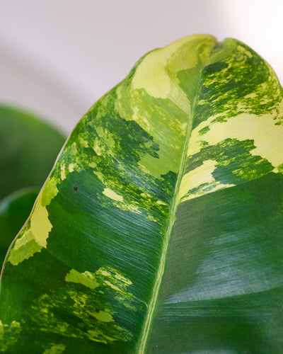 Detailaufnahme Philodendron burle marx variegata Blätter