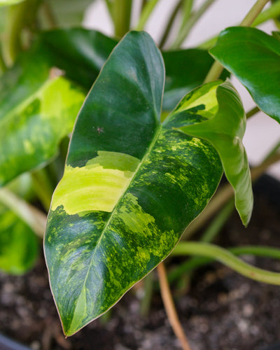 Detailaufnahme Philodendron burle marx variegata Blätter