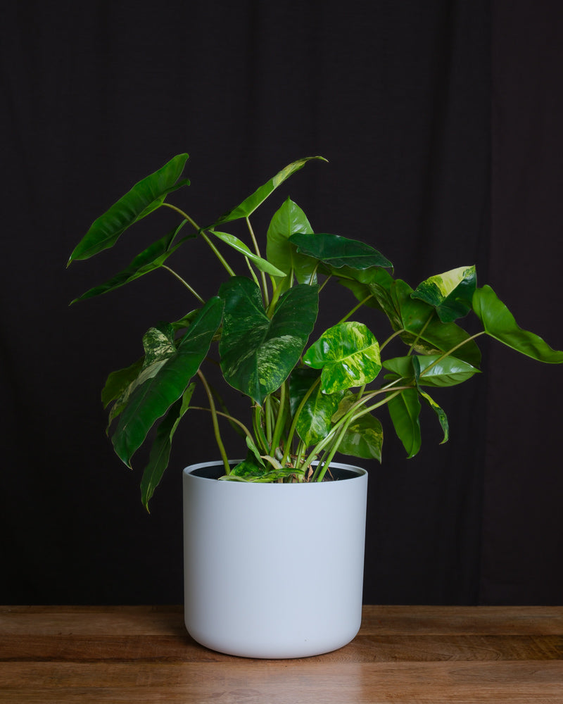 Philodendron burle marx variegata in weissem Übertopf vor schwarzem Hintergrund.