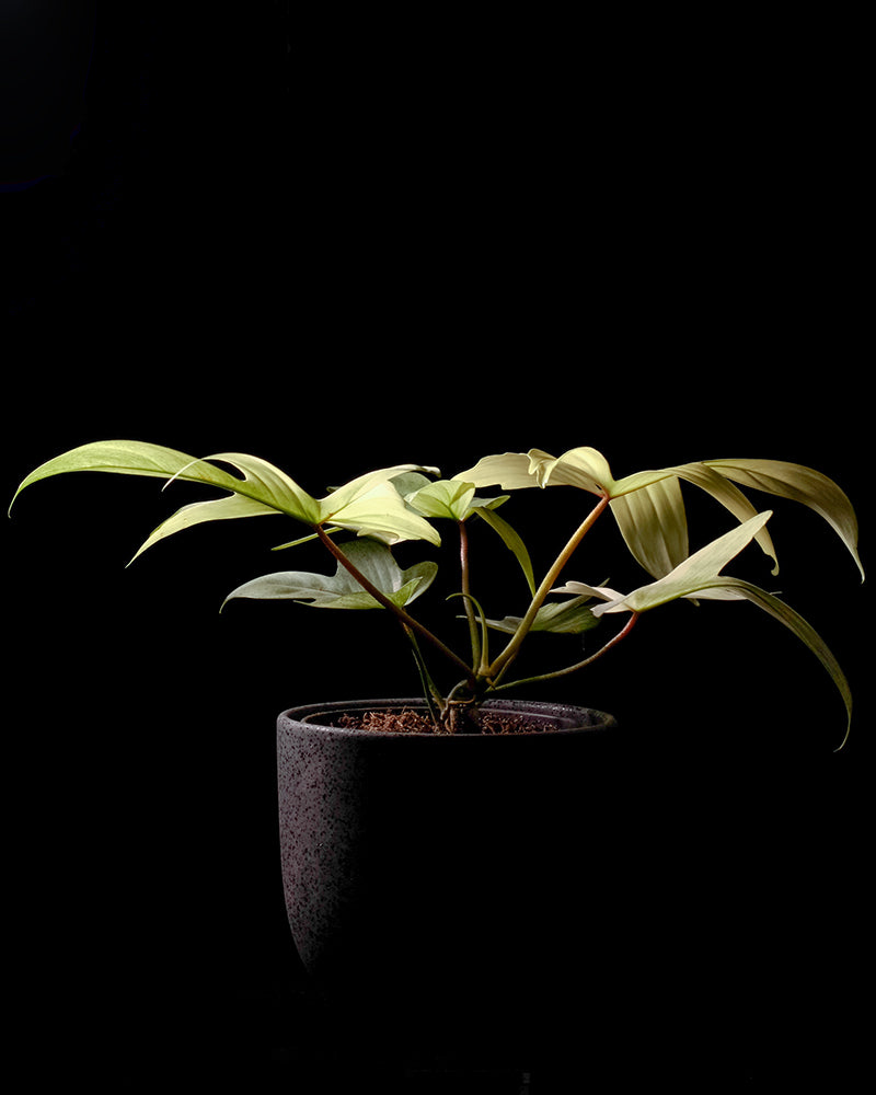 Philodendron florida ghost in dunklem feey Keramiktopf vor schwarzem Hintergrund