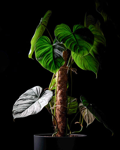 Philodendron majestic in dunklem feey Kunststofftopf vor schwarzem Hintergrund.