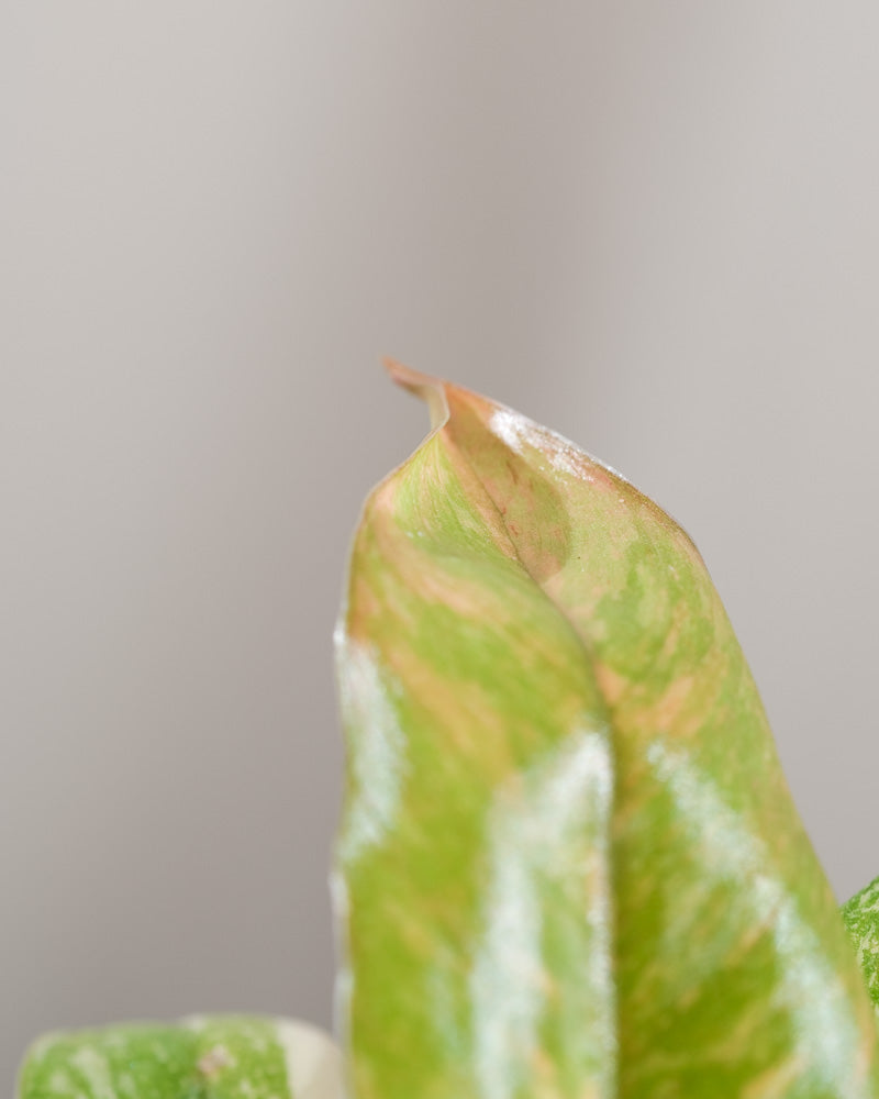 Philodendron 'Ring of Fire' Babypflanze