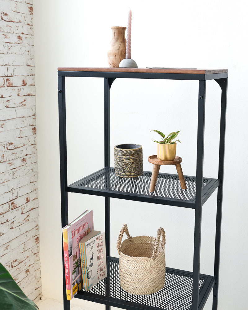 Babypflanze Philodendron 