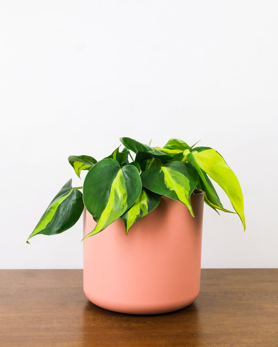 Philodendron Brasil im Pinken Übertopf 