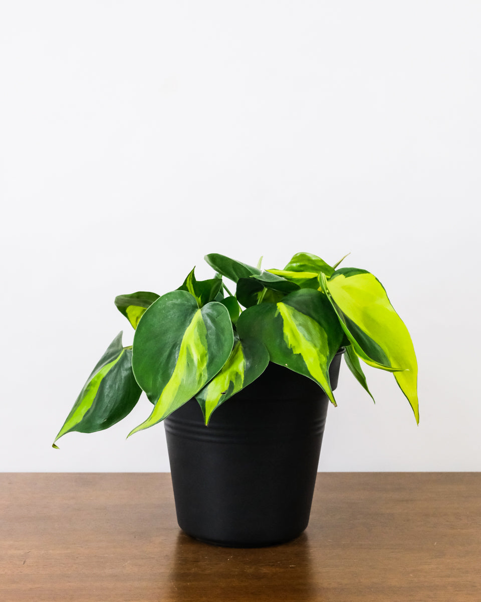 Philodendron Brasil ohne Übertopf 