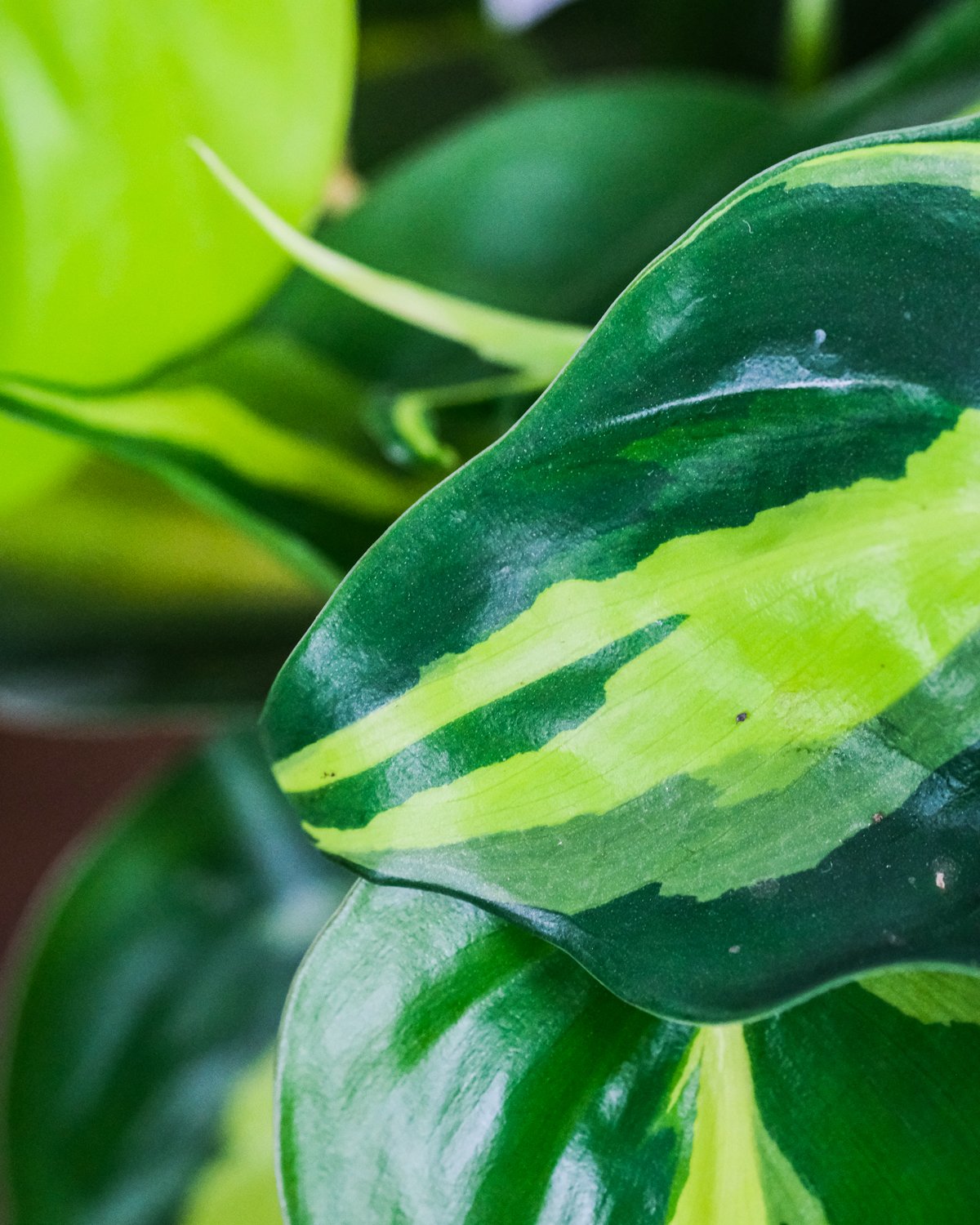 Nahaufnahme von Philodendron Scandens Brasil Blätter